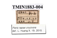 白粉蝶藏品圖，第4張